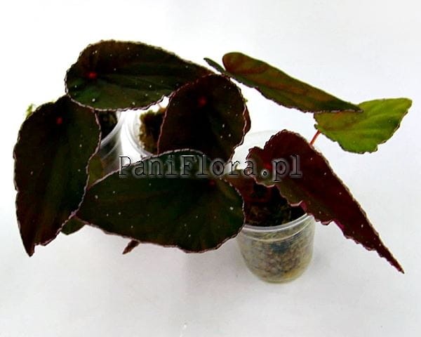 dinhdui x nothobaramensis