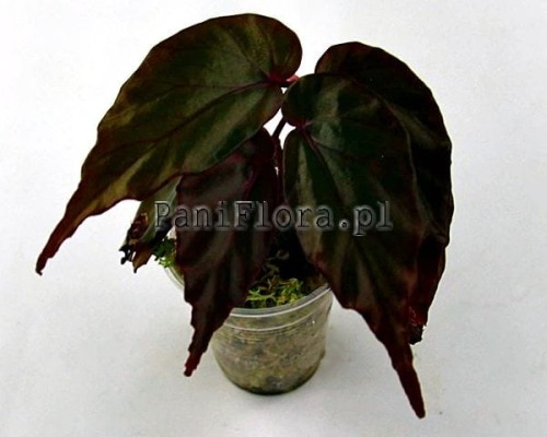 kapuashuluensis (sp. Temuyuk)