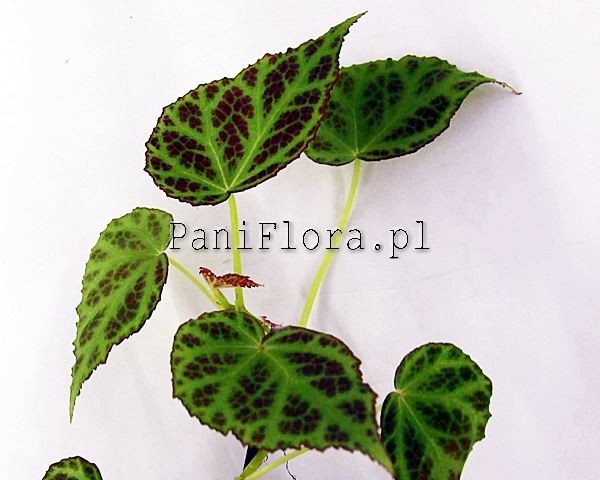 Begonia sp. Kalimantan 1