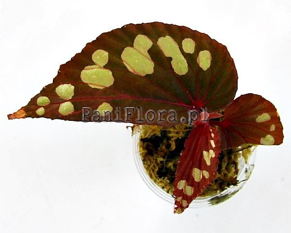 Begonia sp. Kalimantan 2