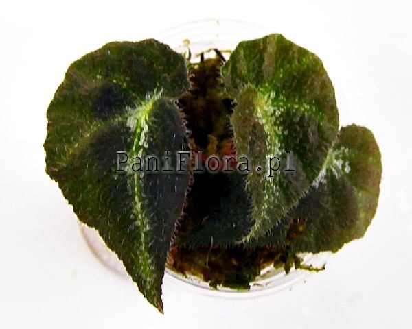 Begonia locii