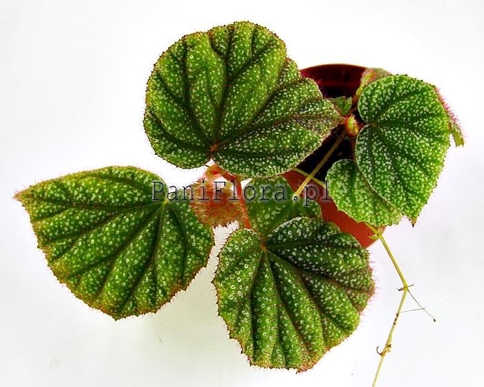 Begonia sp. Lahad Datu