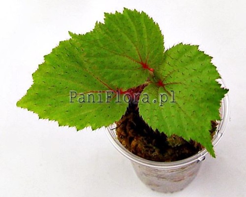 Begonia Green Hairy
