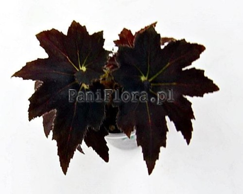 Begonia Cleopatra