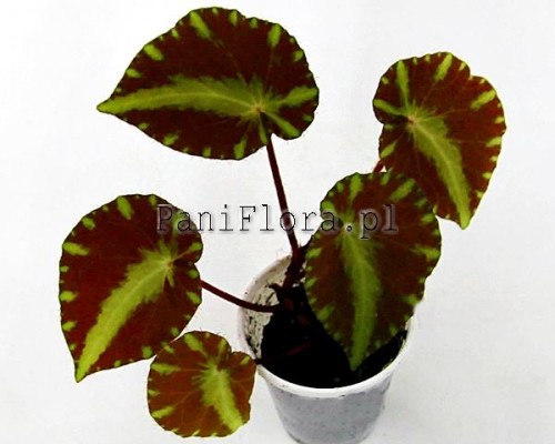 Begonia cleopatrae