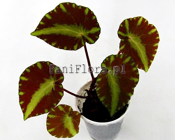 Begonia cleopatrae