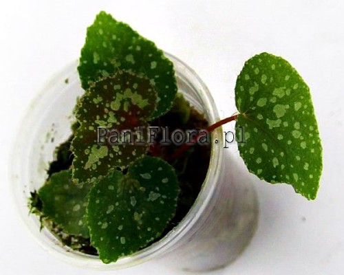 Begonia sp. Guangxi