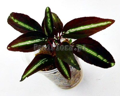 sonerila sp.