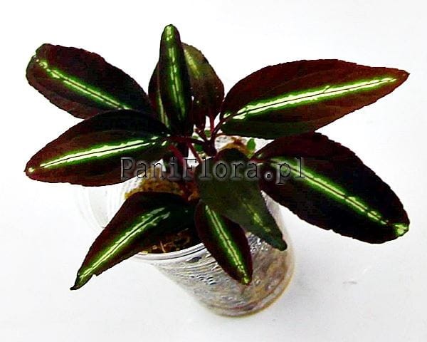 sonerila sp.