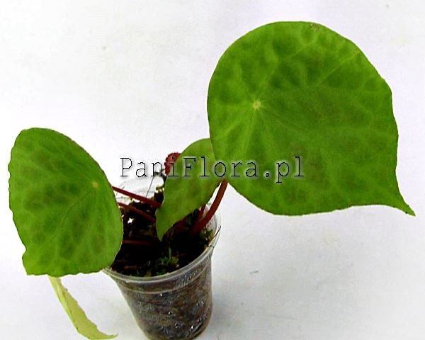 Begonia phutoensis (natunaensis)
