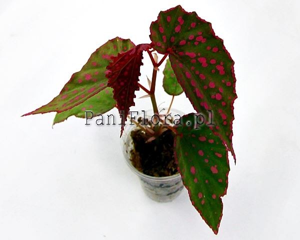 Begonia malachosticta x negronsensis