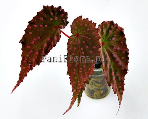Begonia gracilicyma