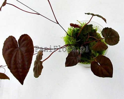 dioscorea sp. black