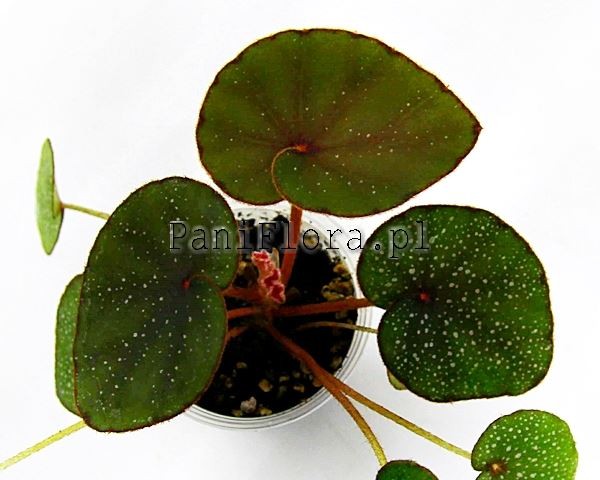 Begonia Lyman-Smithii