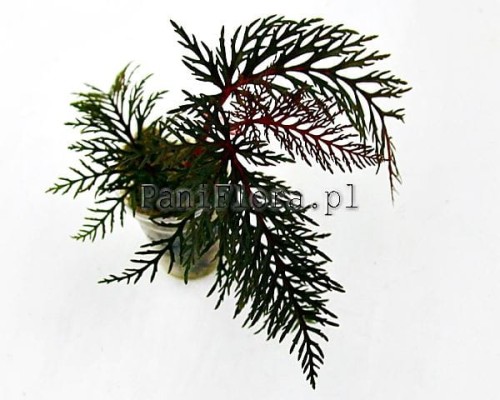 Begonia bipinnatifida