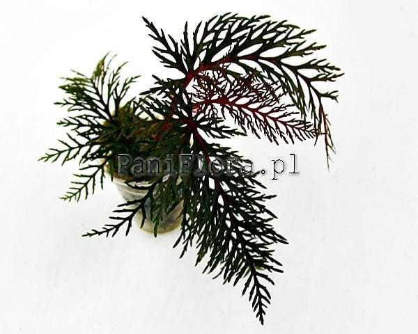 Begonia bipinnatifida