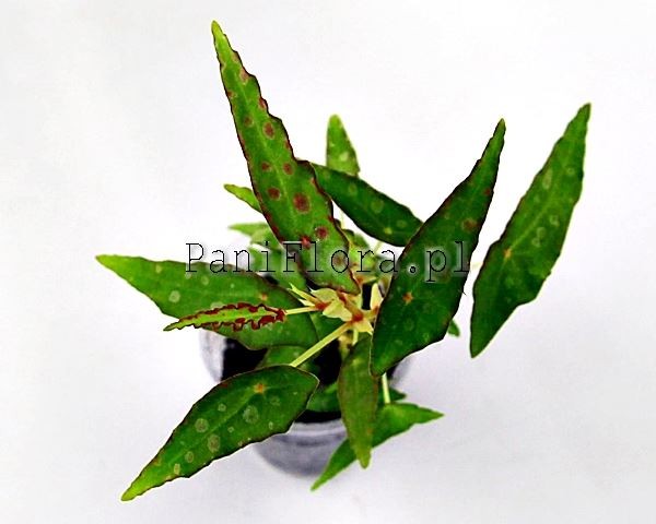 Begonia amphioxus