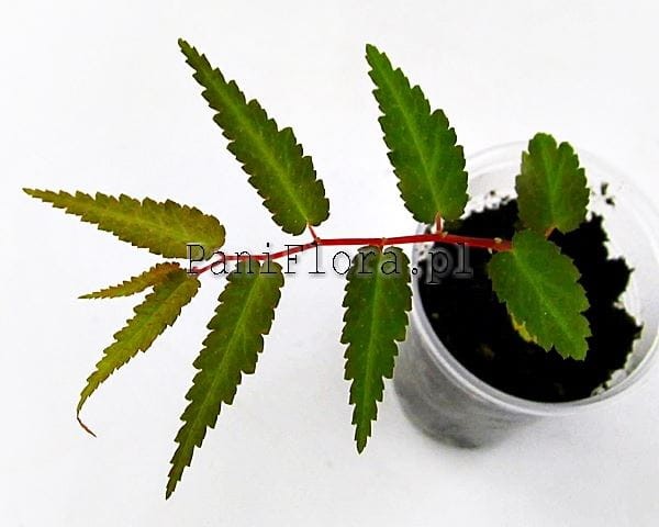 Begonia pteridiformis