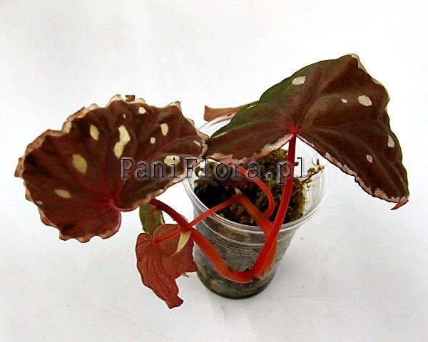 Begonia sp. Spots Saravak