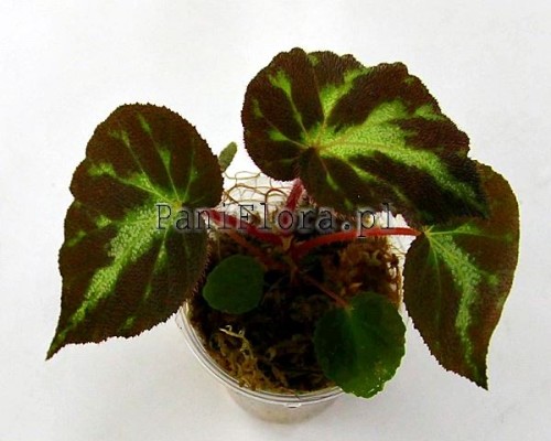 Begonia sp. Quang Nam