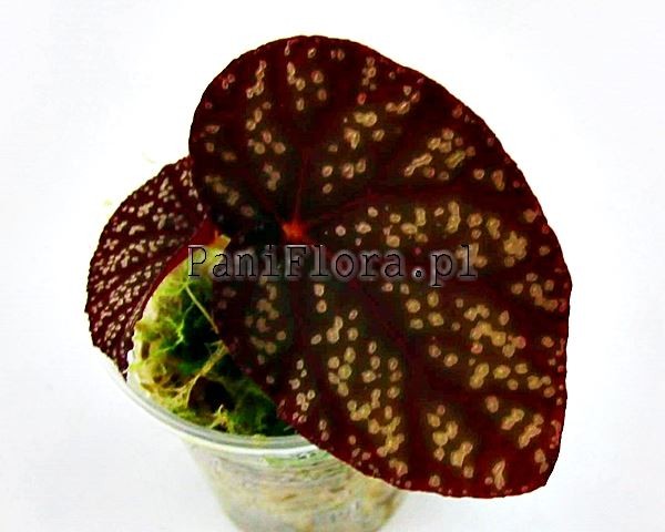 Begonia sp. Tuberous Blue