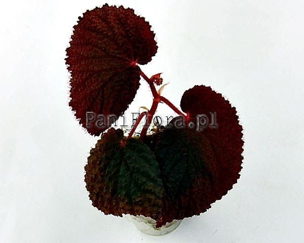 Begonia sp. Baik
