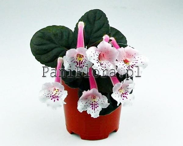 Mini sinningia SRG's Albinozza