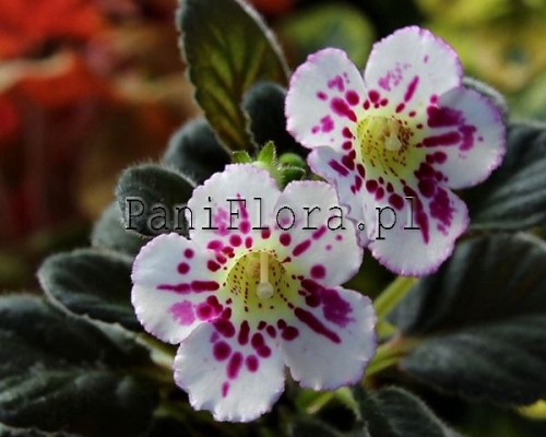 Mini sinningia SRG's Asseen