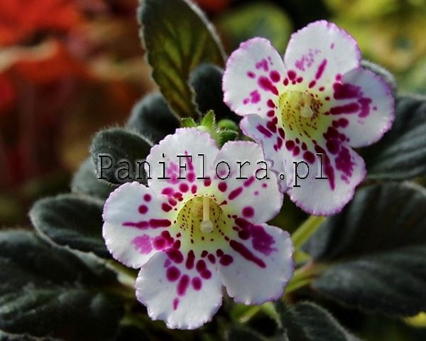 Mini sinningia SRG's Asseen