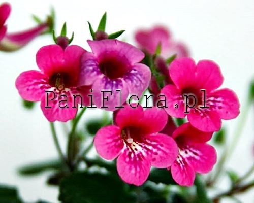 Mini sinningia SRG's Bambola