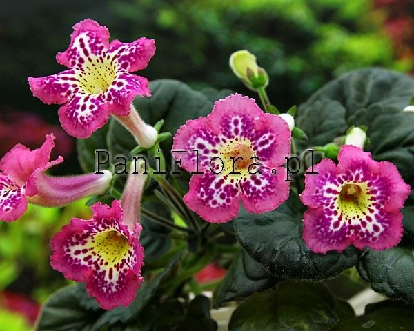 Mini sinningia SRG's Big Mouth