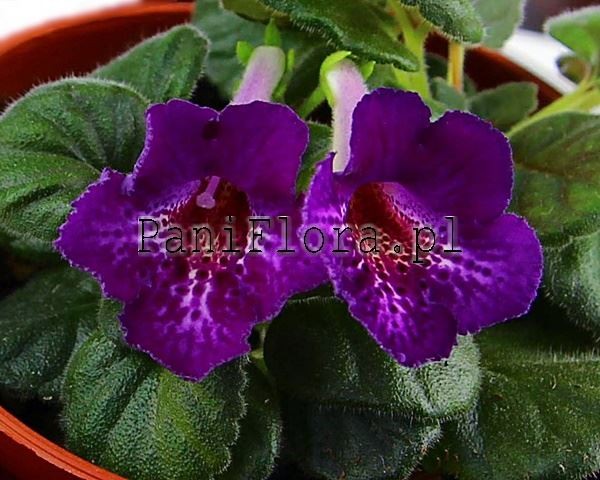 Mini sinningia SRG's Black Eruption