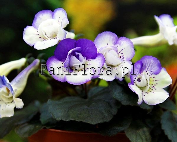 Mini sinningia SRG's Capri