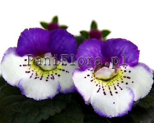 Mini sinningia SRG's Capri