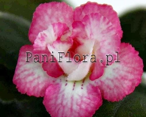 Mini sinningia SRG's Cardinal