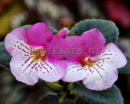 Mini sinningia SRG's Codrutzza