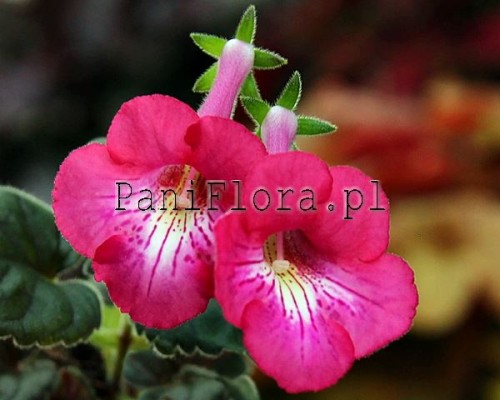 Mini sinningia SRG's Coral Monster