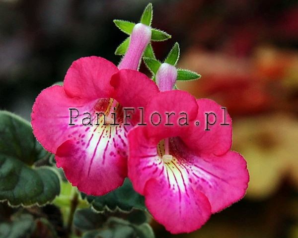 Mini sinningia SRG's Coral Monster