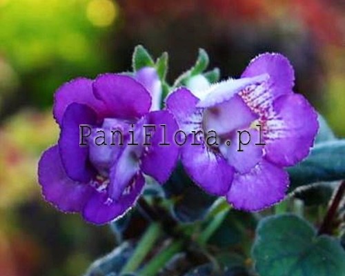 Mini sinningia SRG's Double Trouble