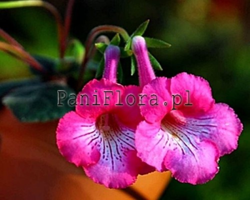 Mini sinningia SRG's Flamenco Twitter