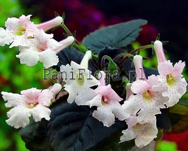 Mini sinningia SRG's Guardian Angel