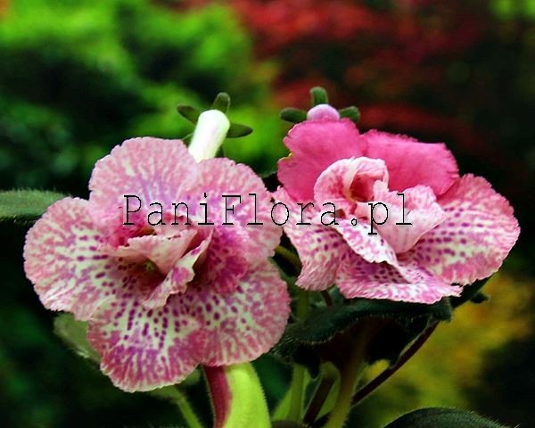 Mini sinningia SRG's Honey