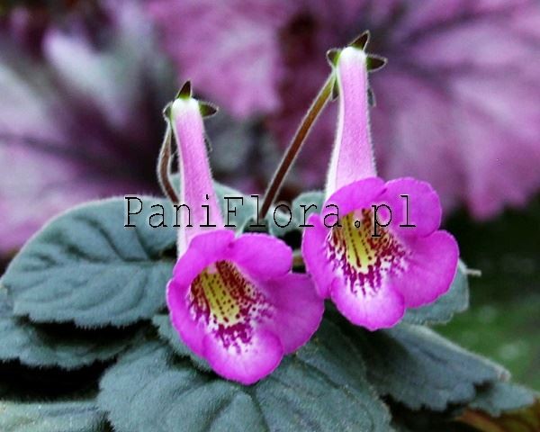 Mini sinningia SRG's Lavender Eruption