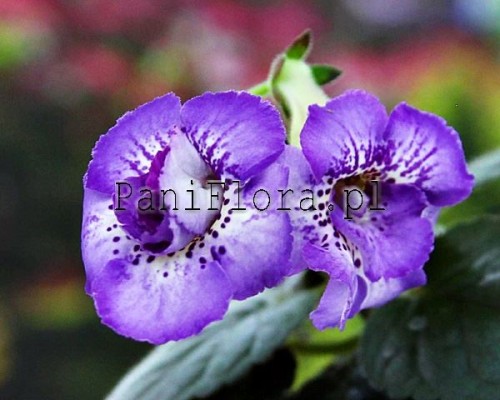 Mini sinningia SRG's Lime and Berry