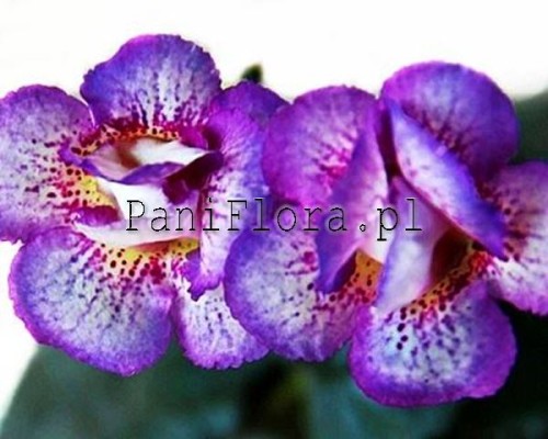 Mini sinningia SRG's Lime and Berry