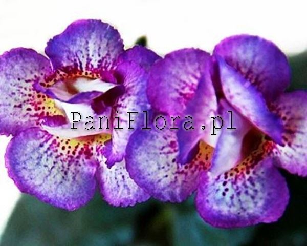 Mini sinningia SRG's Lime and Berry