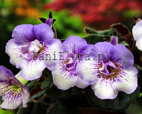 Mini sinningia SRG's Magic Fountain