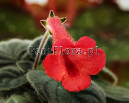 Mini sinningia SRG's Mini Orange