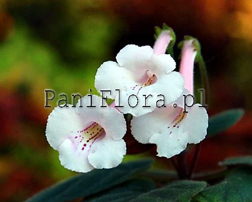 Mini sinningia SRG's Mont Blanc