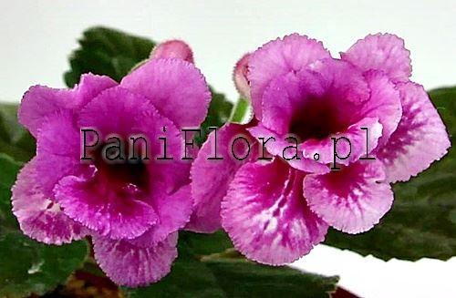 Mini sinningia SRG's My Way